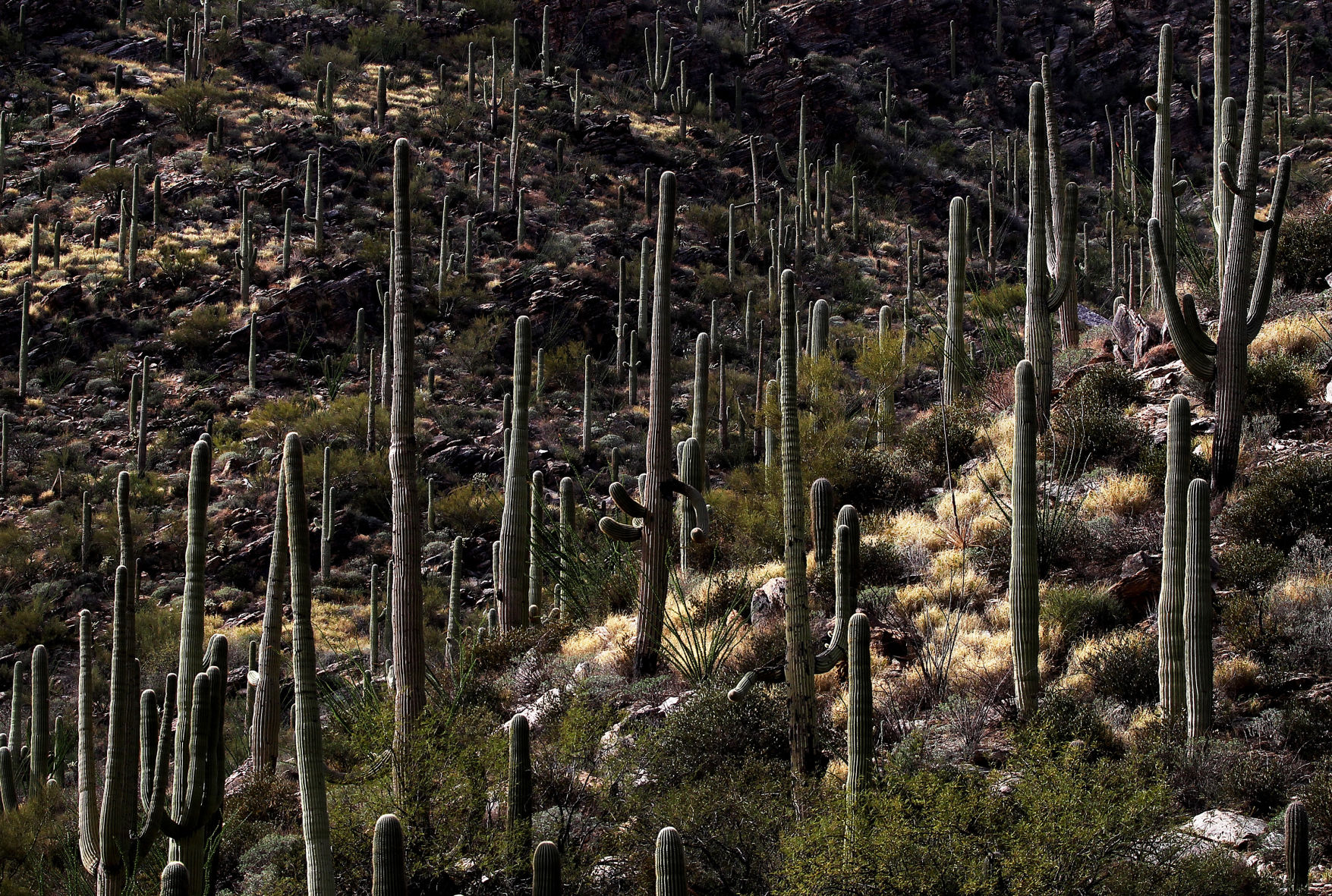 Pima Canyon Trail
